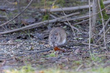 Ratte beim Fressen von Vogelfutter