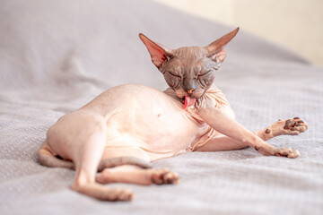 Egyptian sphinx cat licking himself while sitting on the bed. Close-up of a bald cat licking his...