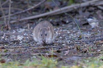Ratte beim Fressen von Vogelfutter