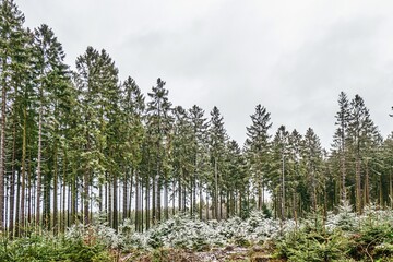 Winterlandschaft in der Nordeifel mit Schnee