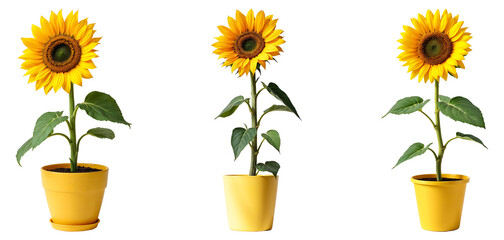 Obraz premium Collection of various sunflower plants in pots isolated on transparent background.