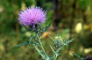 Closeup of purple thistle flower on green
 background