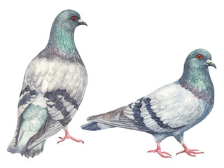 Hand painted watercolor pigeons. Hand painted watercolor illustration of a city pigeons. A common city pigeons.