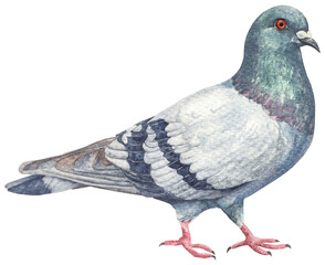 Hand painted watercolor pigeon. Hand painted watercolor illustration of a city pigeon. A common city pigeon.