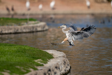 Great blue heron bird coming in for a landing