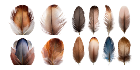 Colorful Feathers on Transparent Background