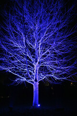 Glowing Tree 