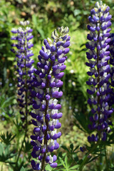 Tall purple flowers on a green background.

