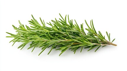 Rosemary isolated on white background, clipping path, full depth of field.
