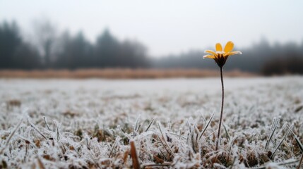Single yellow flower in frost-covered field.