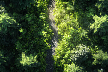 Obraz premium Top-down view of a sunlit forest trail