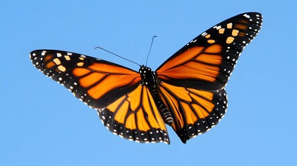 Fototapeta premium Dynamic Macro View of a Monarch Butterfly in Flight with Orange and Black Wings Set Against a Beautiful Blue Sky