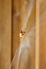 Striped leg spider on web.