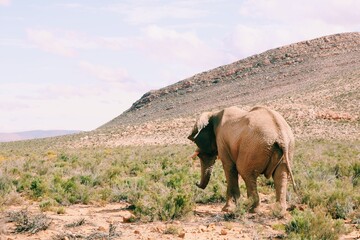 Fototapeta premium Elephant at Safari from behind