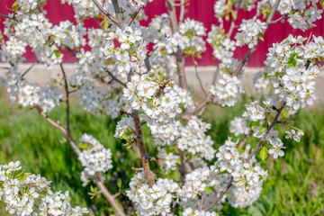 Spring blossoming of fruit trees. Branches of blossoming pear of the Klappa Lyubimitsa variety with white flowers on a sunny day in the garden, close-up