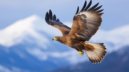 Obraz premium A large eagle is flying high in the sky above a snowy mountain