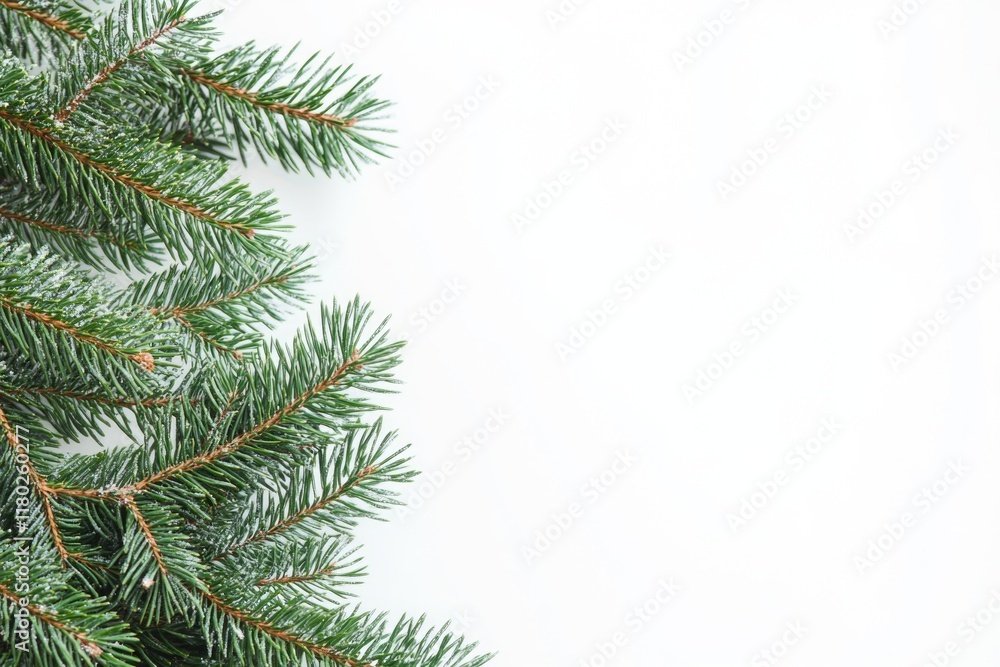 Poster A detailed view of a pine tree's trunk and branches on a white background