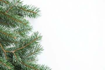 A detailed view of a pine tree's trunk and branches on a white background