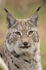 lynx portrait, vertical photo, lynx lynx, wildcat, european, eurasian, vocalization, ears, ear tufts © LIMARIO