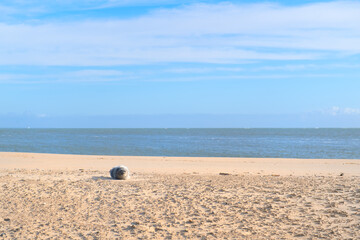 Seal at the Dutch beach