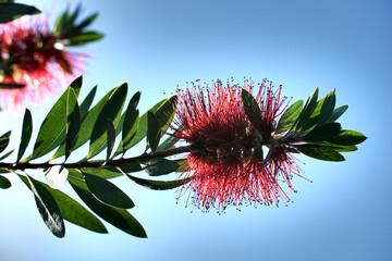 Callistemon or bottle brush flowering tree with flower like a bottle brush