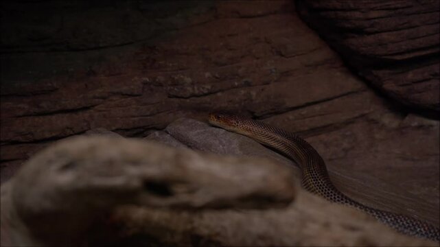 brown snake in a den