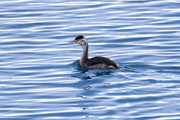川を泳ぐカンムリカイツブリ