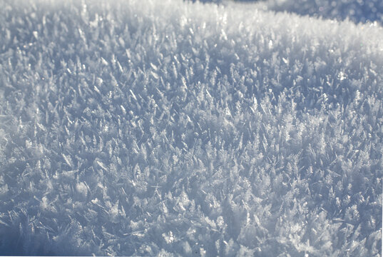 Hoar Frost Elegance: Nature's Feathery Masterpiece in Winter's Chill