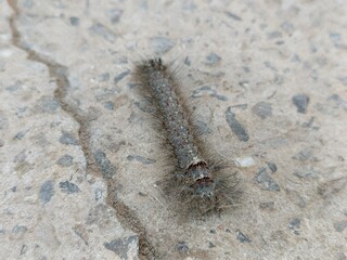 small caterpillar crawling on a rough concrete surface in natural outdoor light