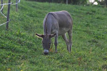 donkey and on a farm pasture