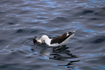 Seagull in the water eating Puffin