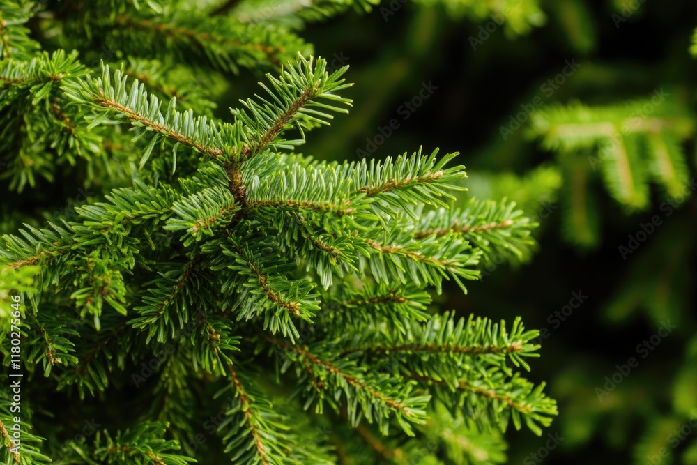 Poster a detailed view of a pine tree's foliage, showcasing the texture and color of its green needles