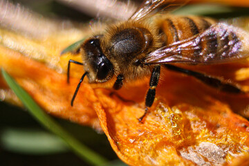 bee on yellow flower