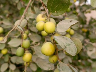 close-up of yellow fruits on a tree surrounded by fresh green leaves in an outdoor rural field setting