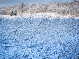 Snow-Covered Forest In Bavaria, Germany: A Serene Winter Scene With Tall Trees, Frosted Branches,