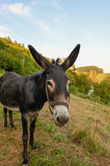 donkey and on a farm pasture