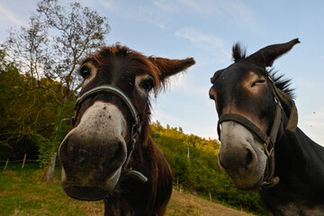 donkey and on a farm pasture
