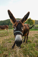donkey and on a farm pasture