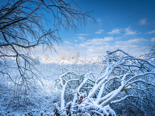 Snow-Covered Forest In Bavaria, Germany: A Serene Winter Scene With Tall Trees, Frosted Branches,