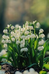Close-up of white flowers