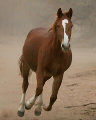 Obraz premium Wild Horse Galloping in Desert