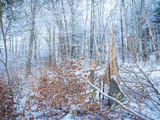 Snow-Covered Forest In Bavaria, Germany: A Serene Winter Scene With Tall Trees, Frosted Branches,