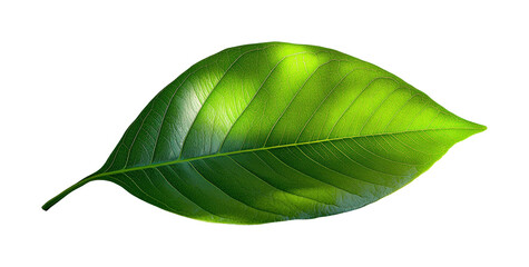 Obraz premium Vibrant green leaf with smooth curves nature background close-up perspective organic beauty isolated on transparent background png