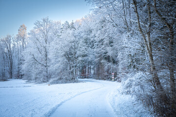 Snow-Covered Forest In Bavaria, Germany: A Serene Winter Scene With Tall Trees, Frosted Branches,