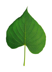 Obraz premium Single poplar leaf with rounded base nature close-up high fidelity detail isolated on transparent background png