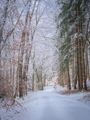 Snow-Covered Forest In Bavaria, Germany: A Serene Winter Scene With Tall Trees, Frosted Branches,