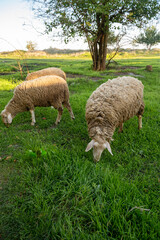 A herd of sheep grazing on a lush green field