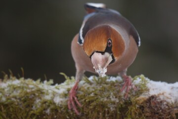 hawfinch, Coccothraustes, coccothraustes coccothraustes, bird, beak, thick beak, plumage, eye