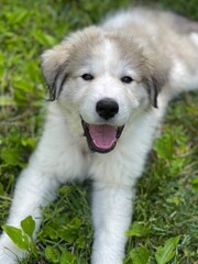 A cheerful and fluffy Great Pyrenees puppy lies happily on the vibrant green grass. The adorable dog's playful expression captures the essence of joy and innocence on a sunny day outdoors.