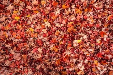 Autumn maple leaves with a background suitable for adding text or images. image with copy space
